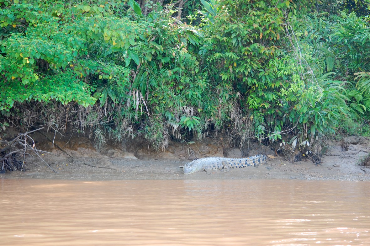 Mr. Crocodile on the river bank at 8:00 am