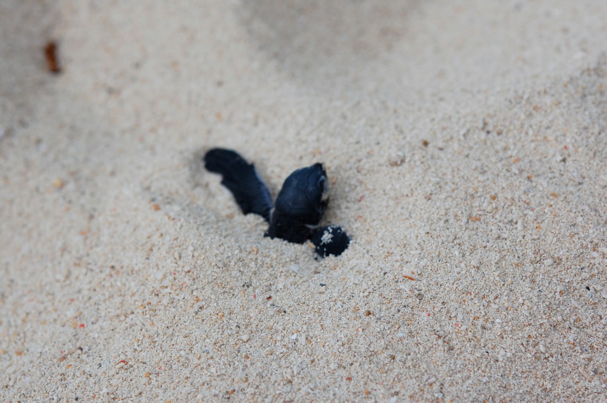 baby turtle poking his head up 