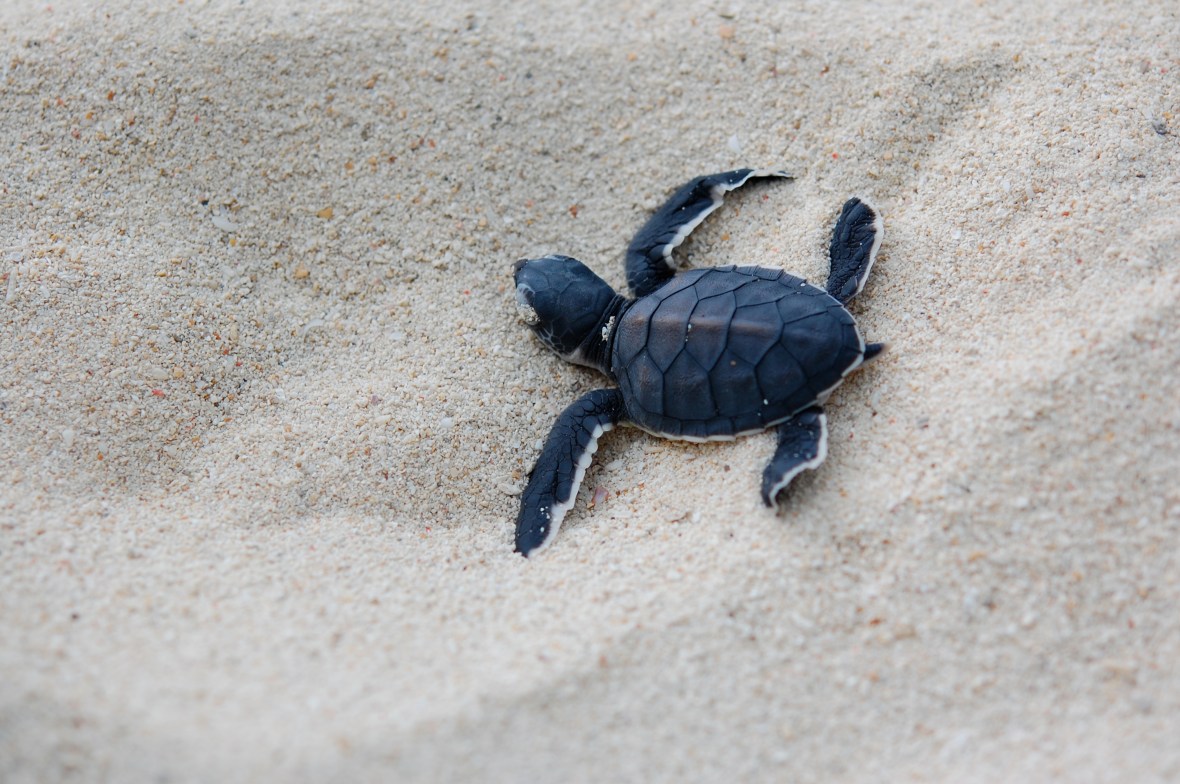 turtle's first steps to the sea