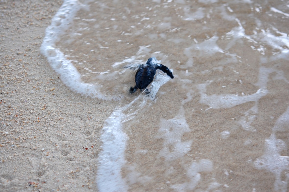 baby turtle's first moments at sea