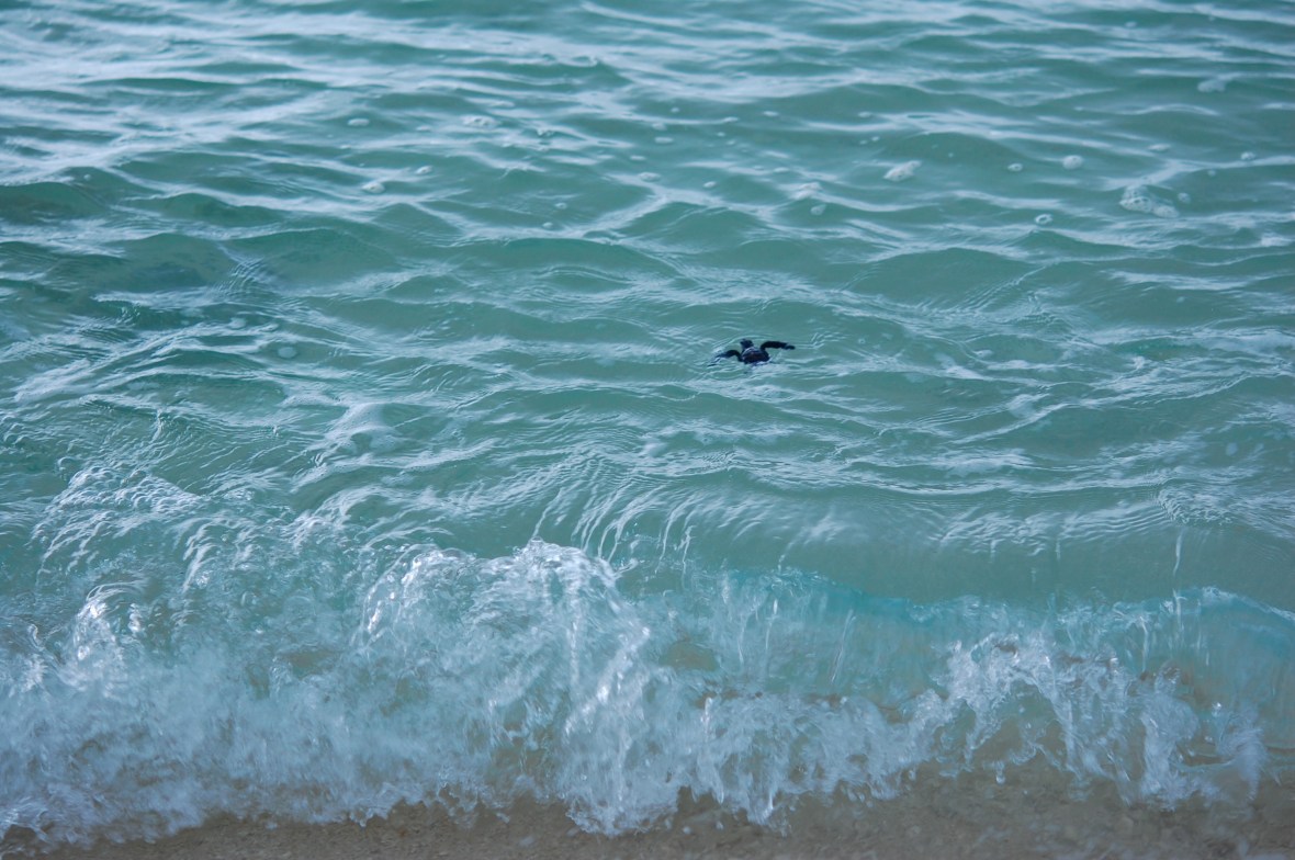 turtle at sea