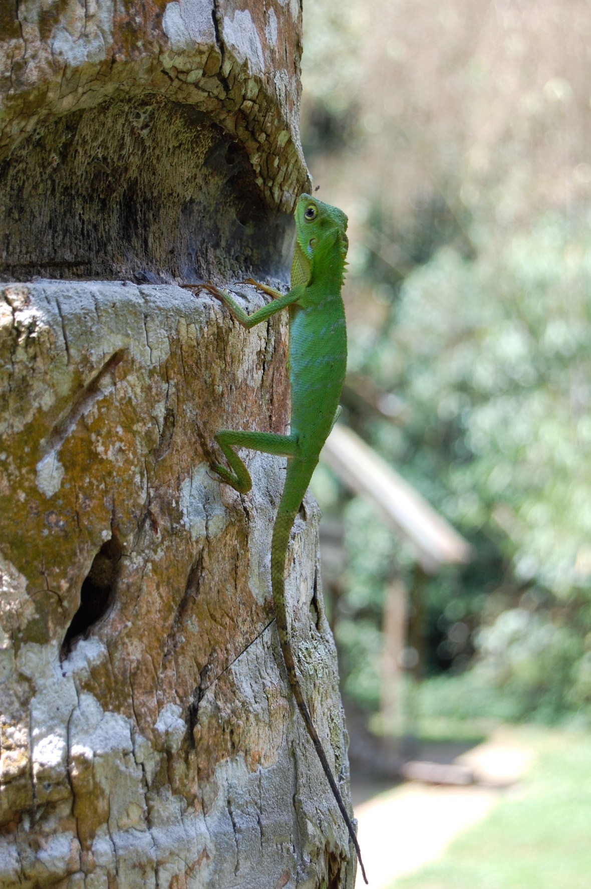 green tree lizard