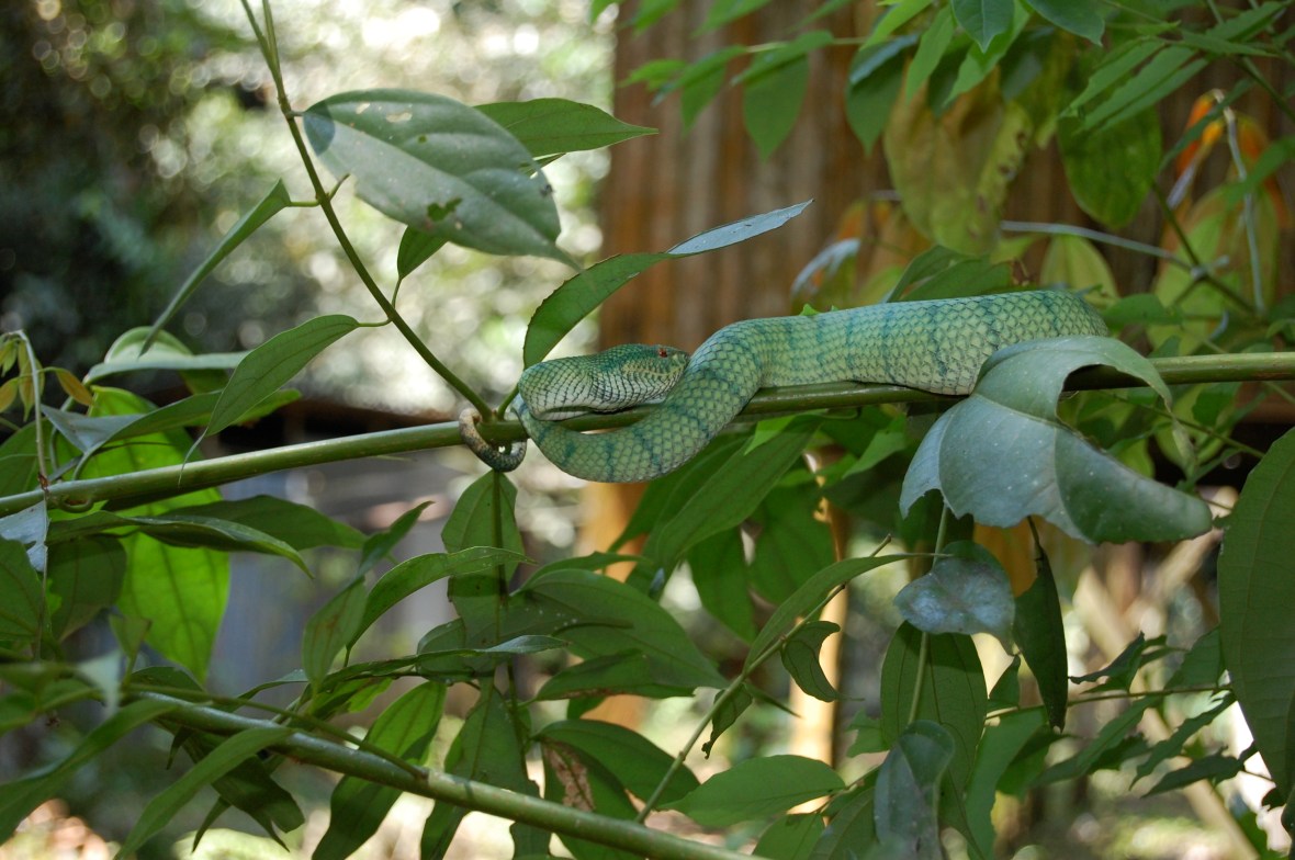 green tree viper