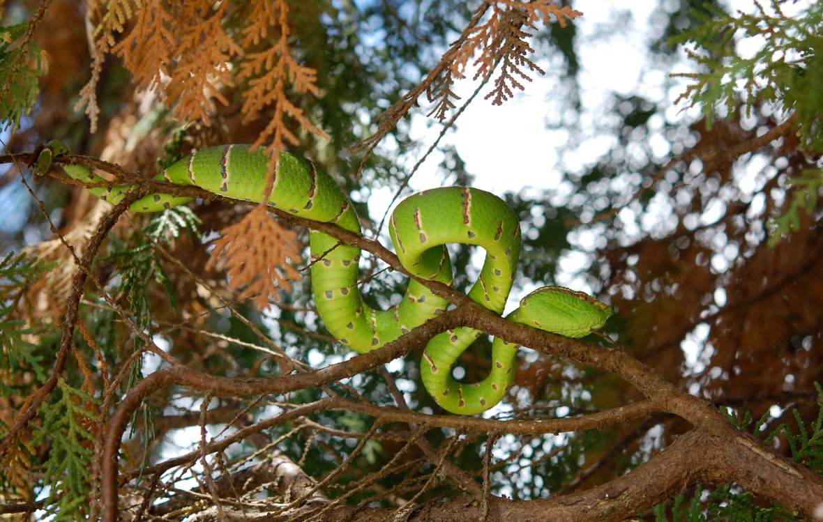 green tree viper in front of Buddhist Temple