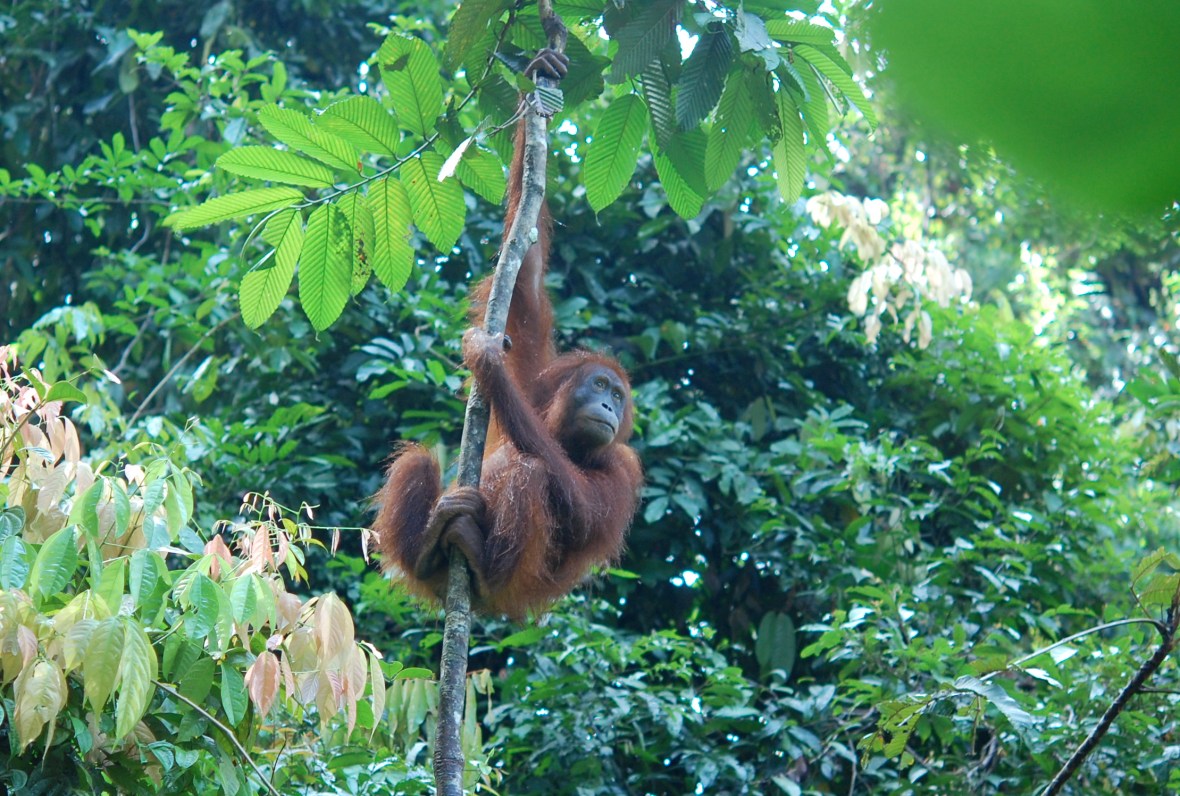 orangutan in the tree