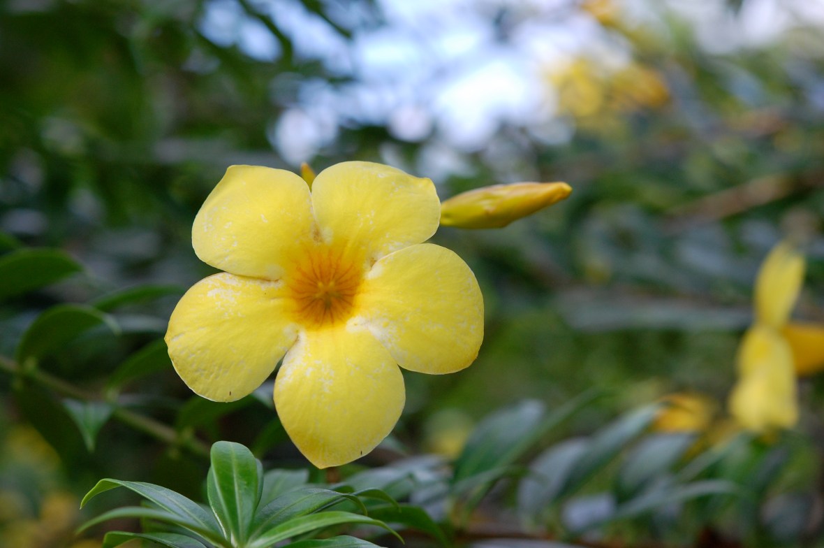 flower at the resort