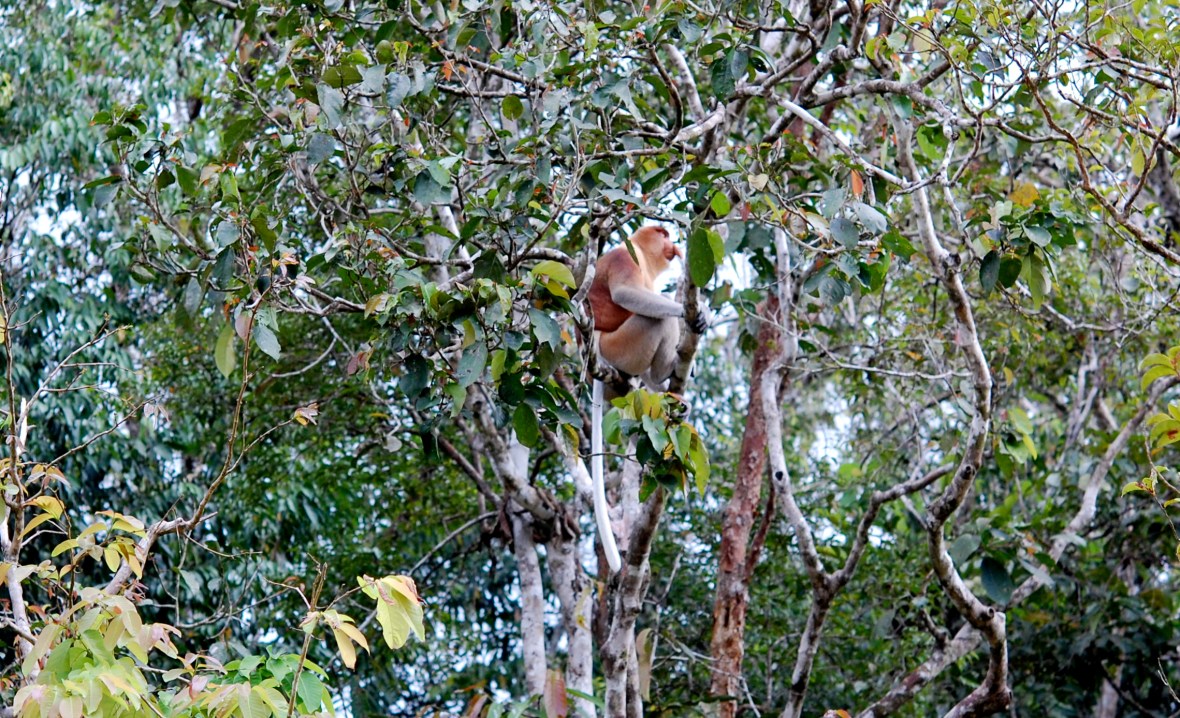 proboscis monkey in the tree