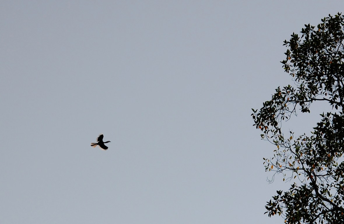 hornbill flying 