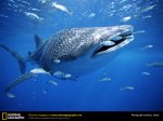 whale-shark-with-fish